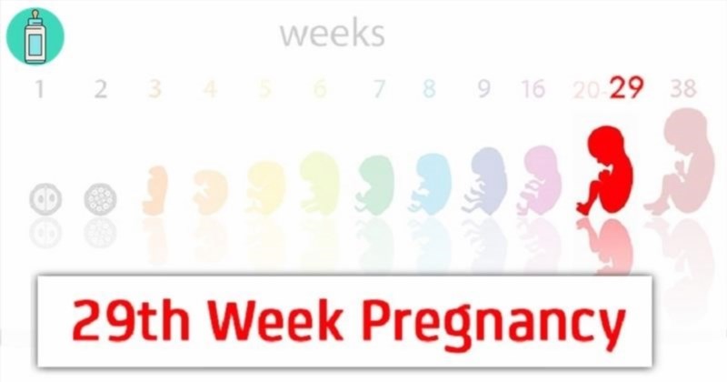 Sự phát triển của các bộ phận trong cơ thể của thai nhi đạt đến tuần thứ 29.