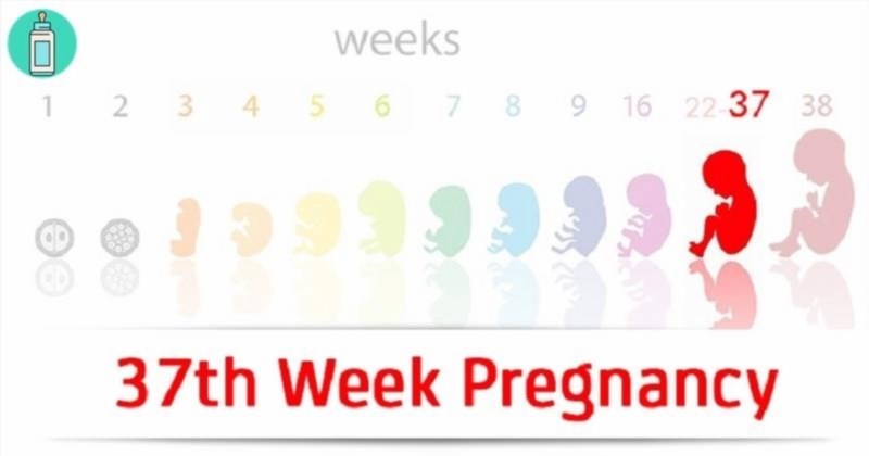 Chi tiết về sự phát triển của thai nhi trong tuần thứ 37